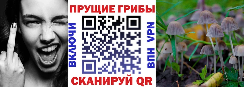 где найти наркотики  Мещовск  Галлюциногенные грибы GOLDEN TEACHER 